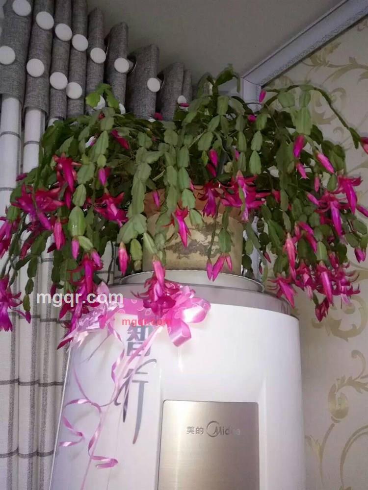 金琳飞天的第2张照片