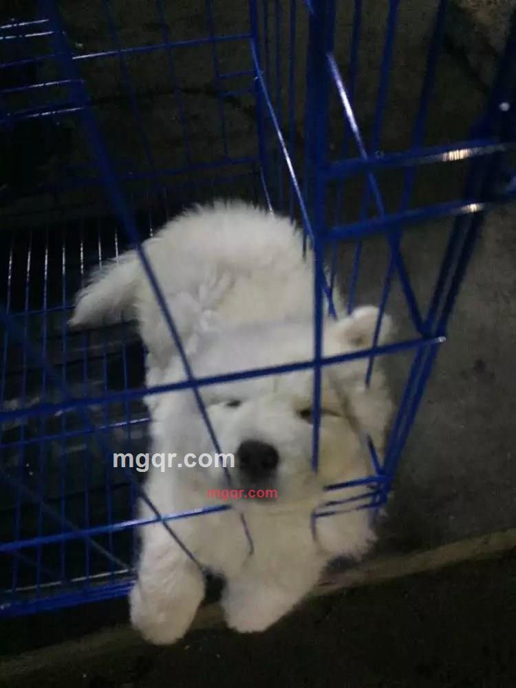 1东北小伙最迷人1的第2张照片