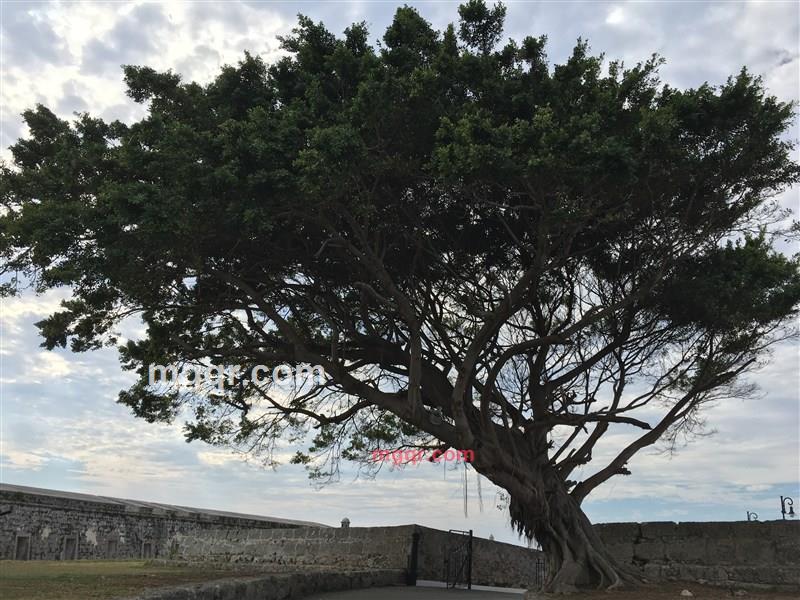 石鱼的第2张照片