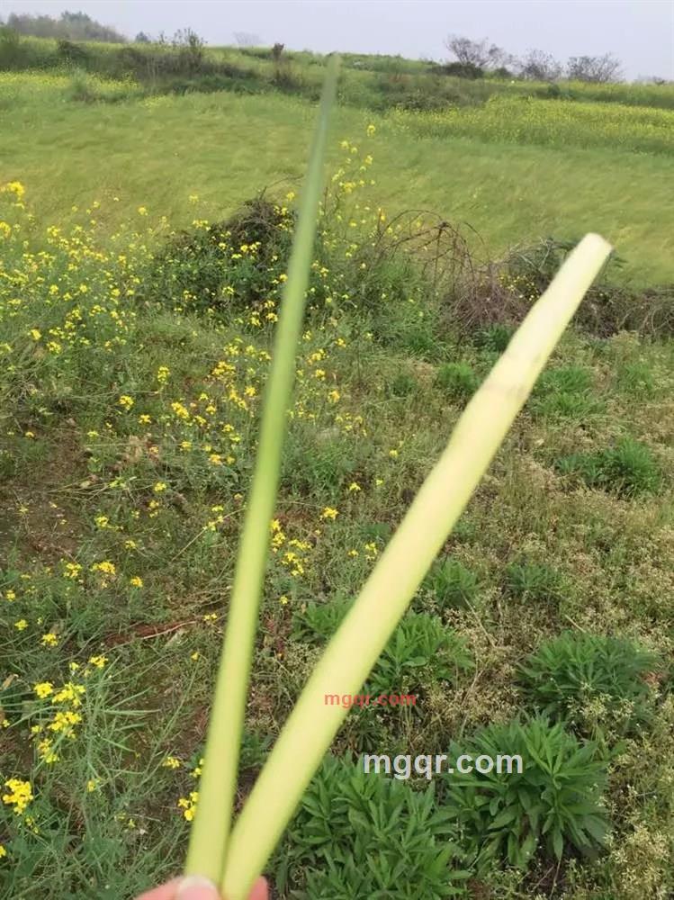 忧郁小草的第4张照片