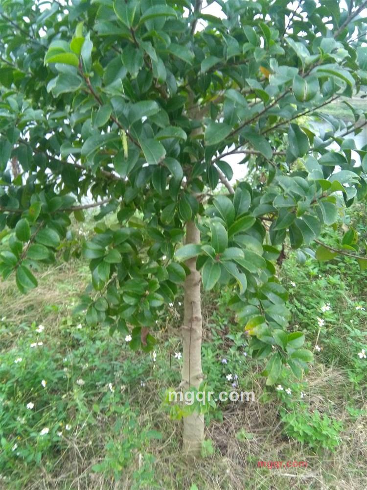 哥只是一般的第2张照片