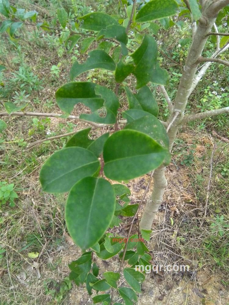 哥只是一般的第1张照片