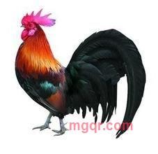 金百合的第1张照片