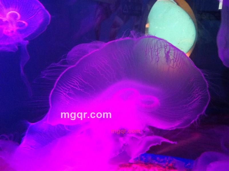 MOSLER的第2张照片