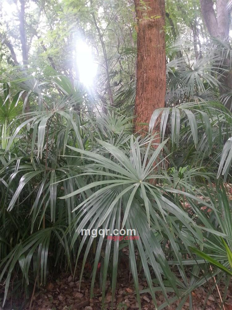 MOSLER的第1张照片