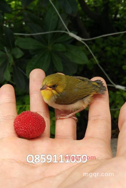 会员3509543的第1张照片