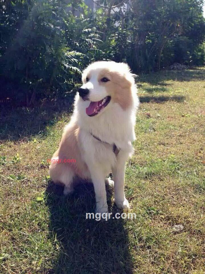 guowang101的第4张照片