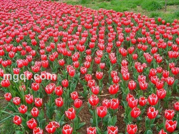 迷情男人。的第1张照片