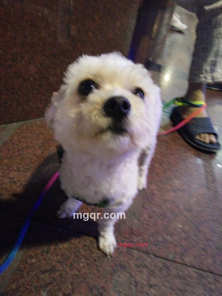 革命抢杆的第4张照片