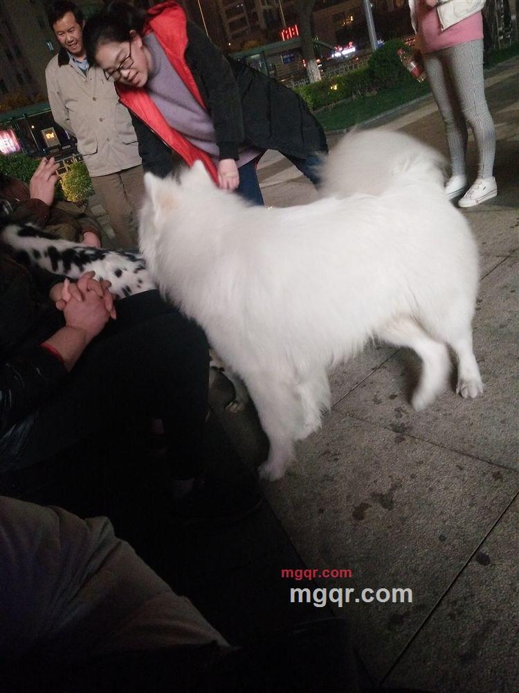 革命抢杆的第1张照片