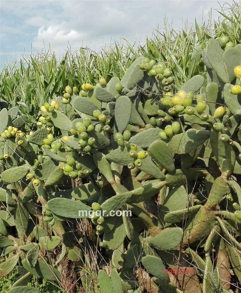 寻寻觅觅 慢慢等待你的第4张照片