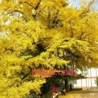 F216和你一起数星星的第4张照片