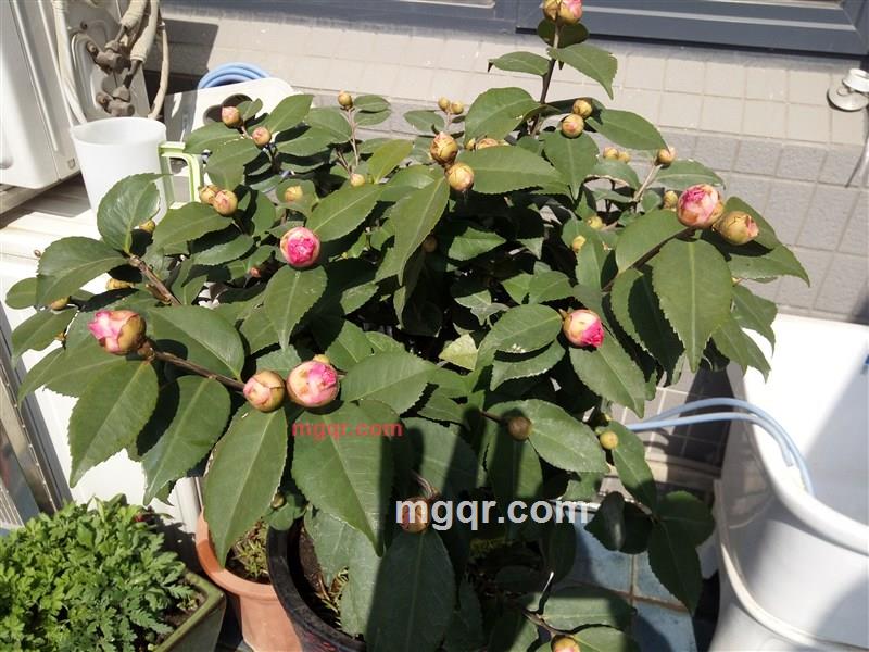 zhangshm的第1张照片