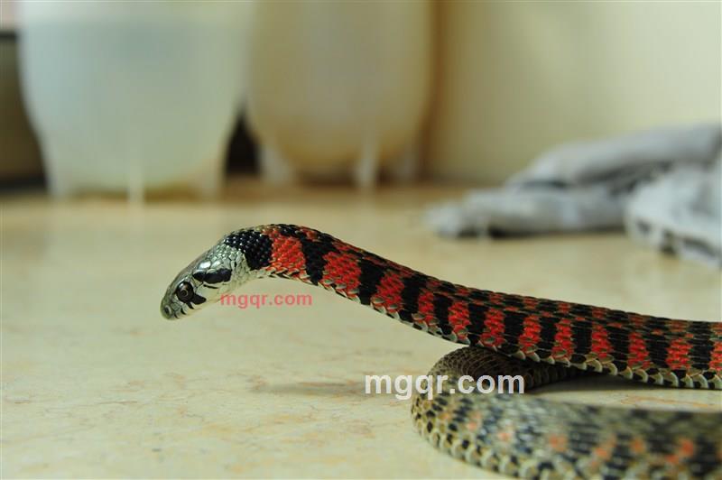 长久大熊的第5张照片