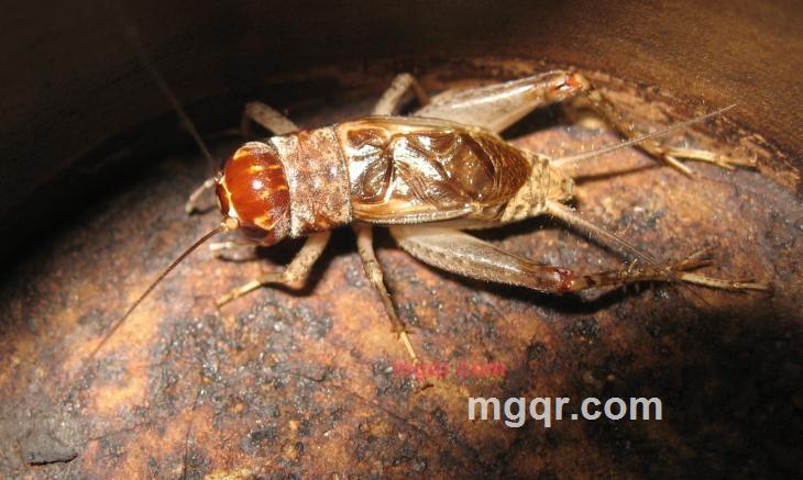 长久大熊的第2张照片