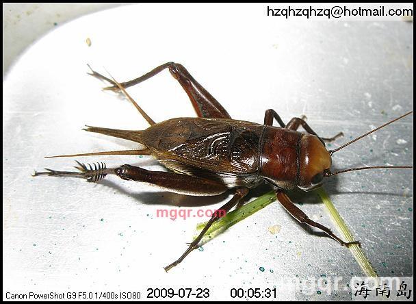 长久大熊的第3张照片