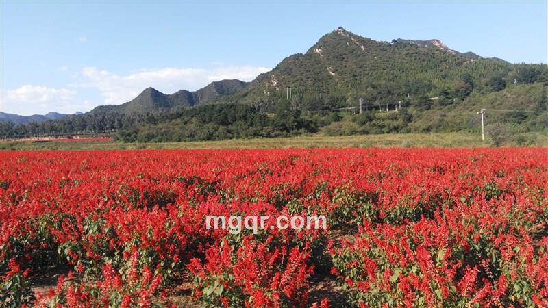 随遇而安的第5张照片