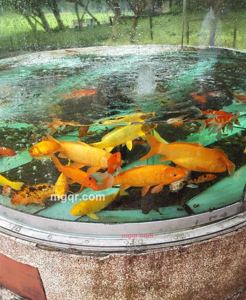 网名等待的第3张照片