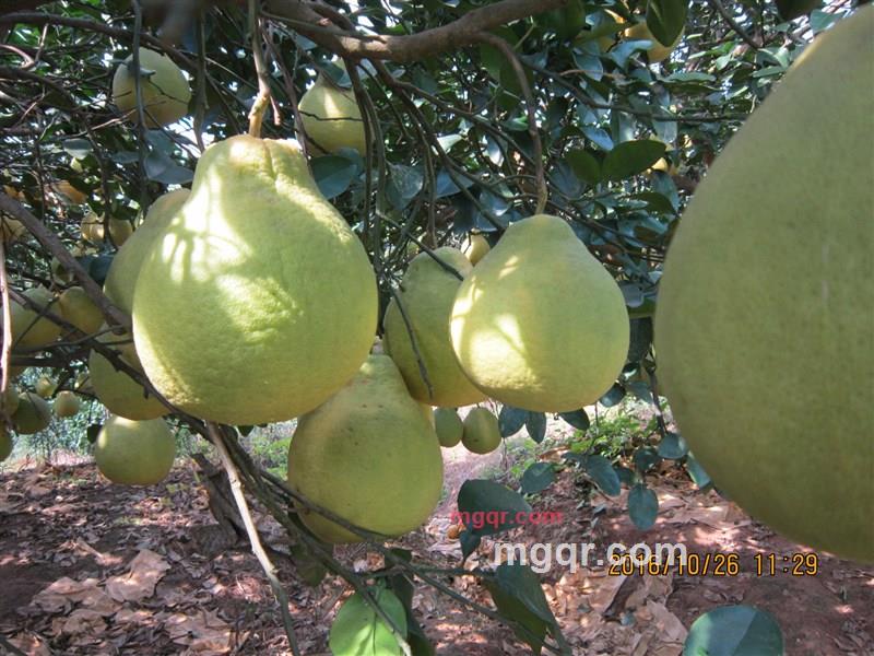 林中听山泉的第2张照片