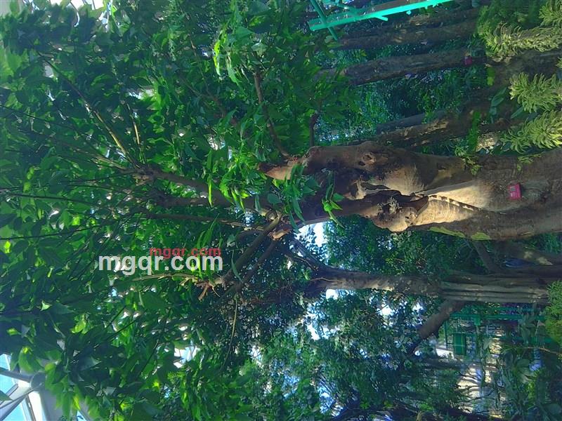 倾听者的第1张照片