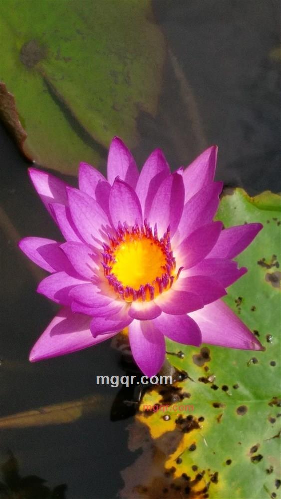 roctong的第6张照片