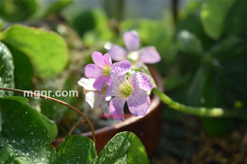 roctong的第4张照片