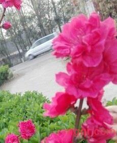 大鹏的第14张照片