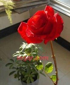 大鹏的第11张照片