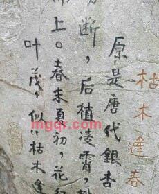 大鹏的第7张照片