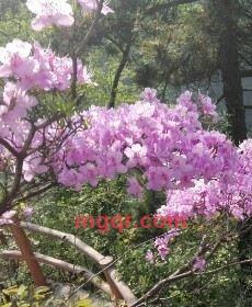 大鹏的第5张照片