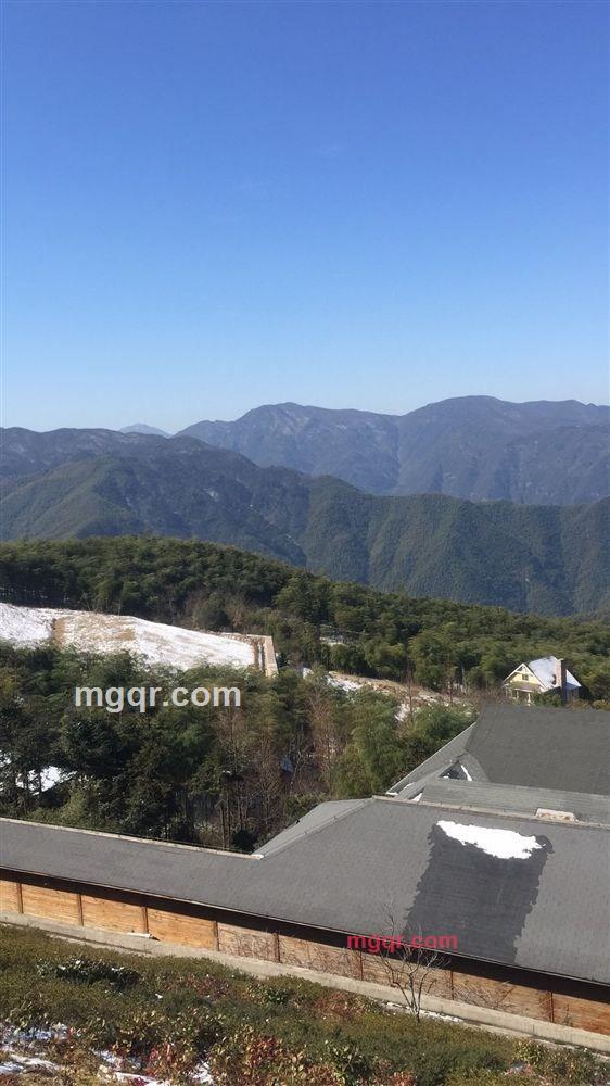 枯枝的第2张照片