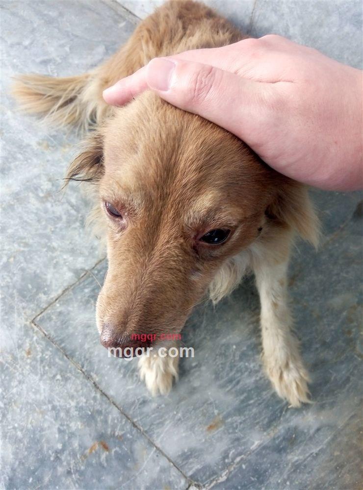 叶落纷飞飞满天的第1张照片