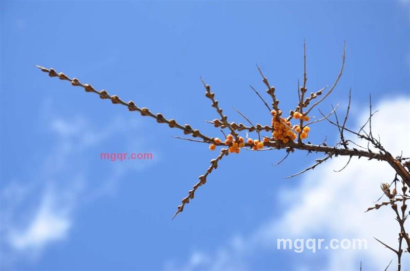 niuniu2468的第3张照片