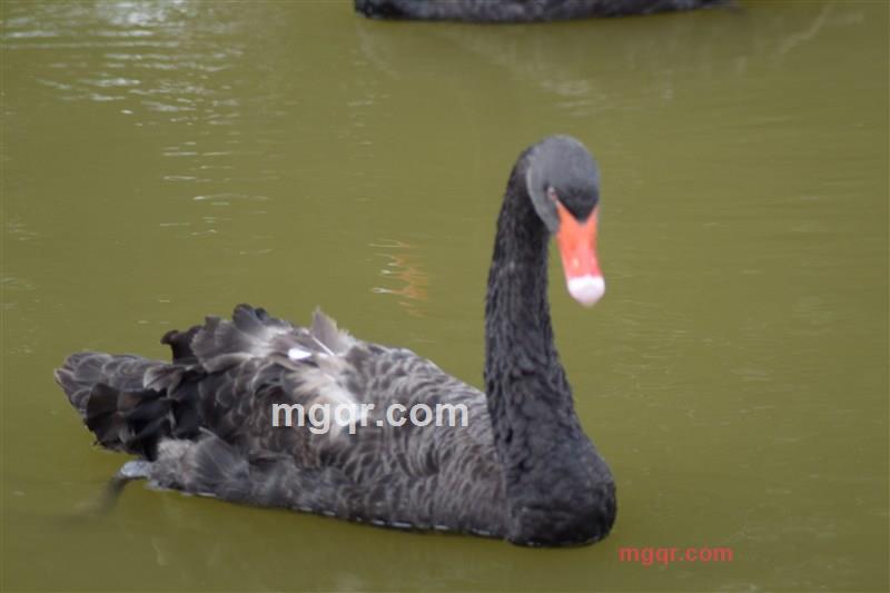 roctong的第1张照片