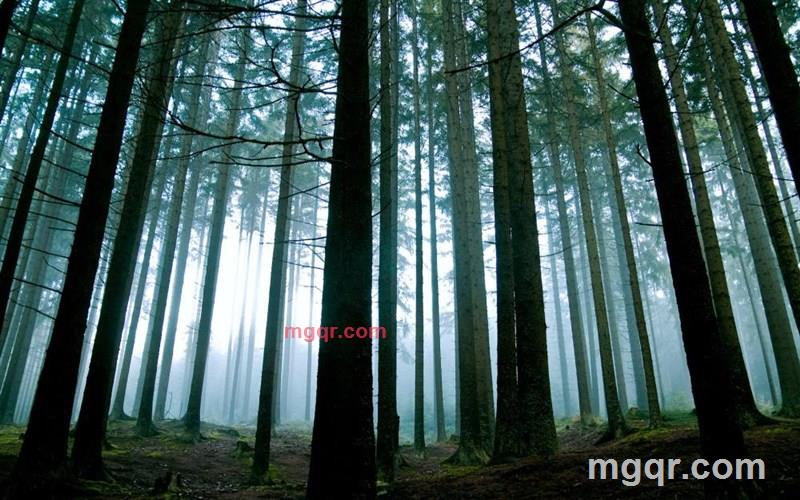 林浩的第2张照片