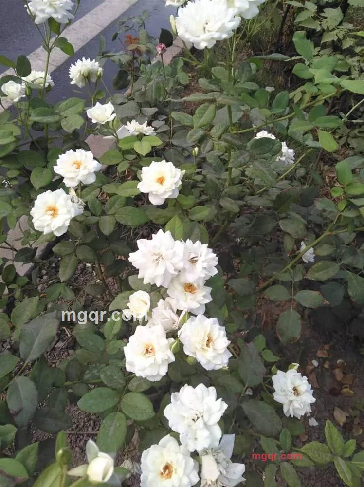 殊爱的第5张照片