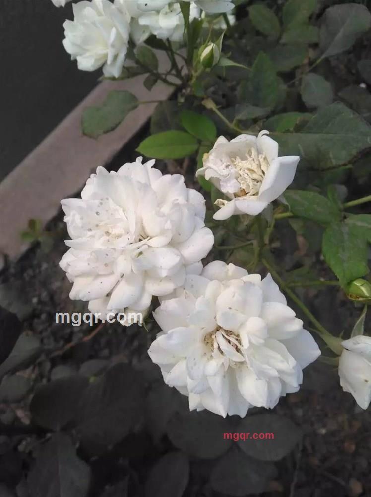 殊爱的第4张照片