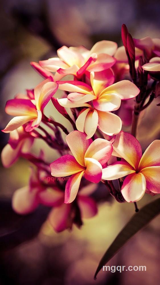 二茬韭菜的第2张照片