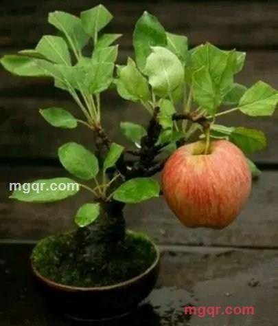 无心木头的第2张照片