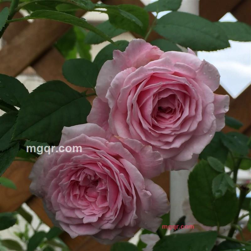 善解人艺的第1张照片