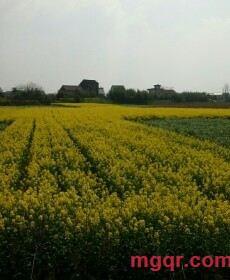 叶狼的第1张照片