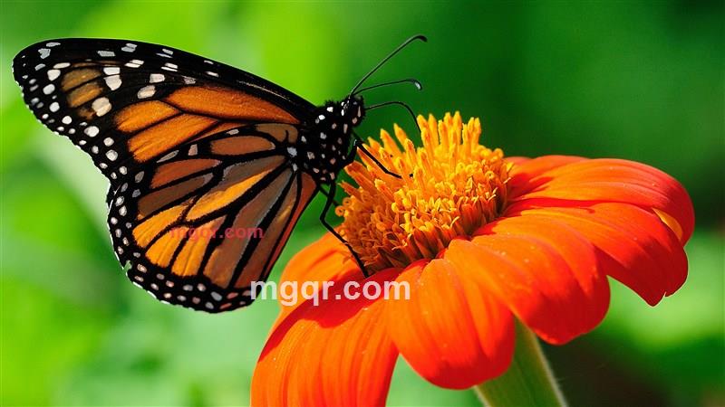 小 泡 芙的第1张照片