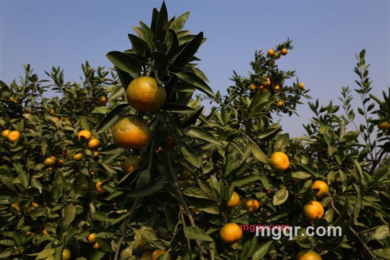 北方狼族男人的第1张照片