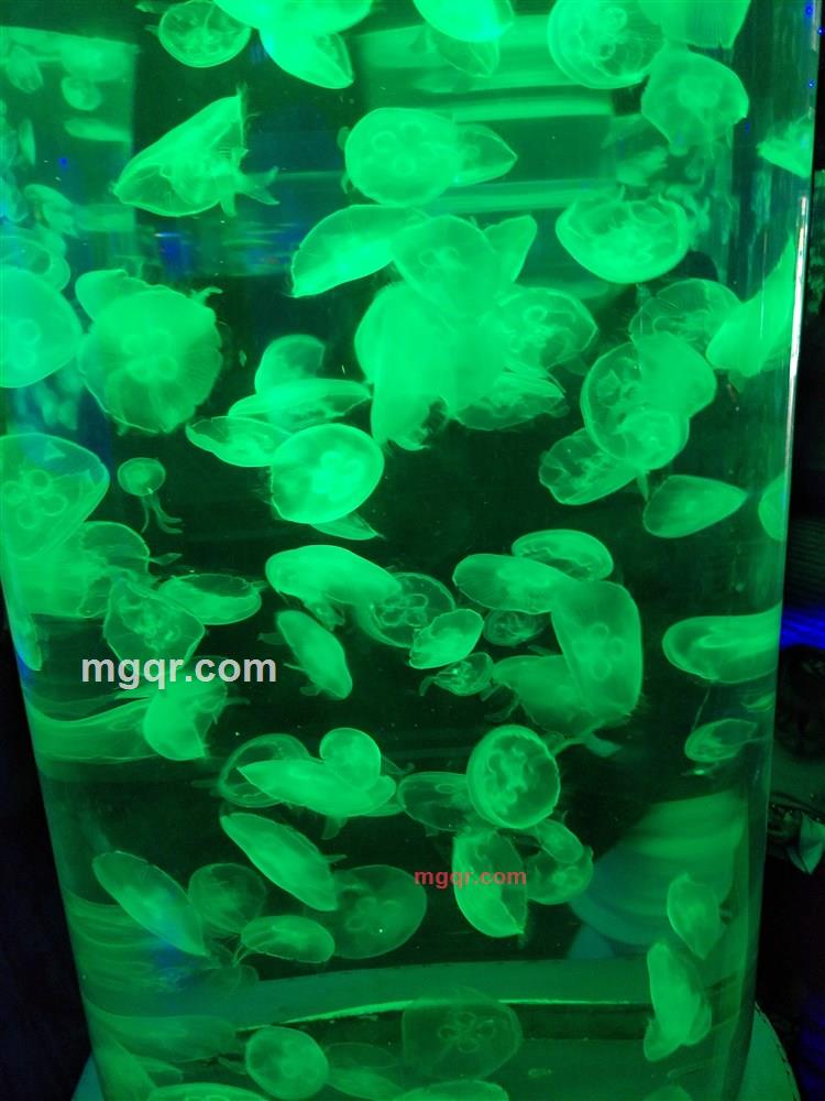 情情之情的第1张照片