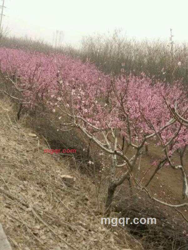 scorpion21的第2张照片