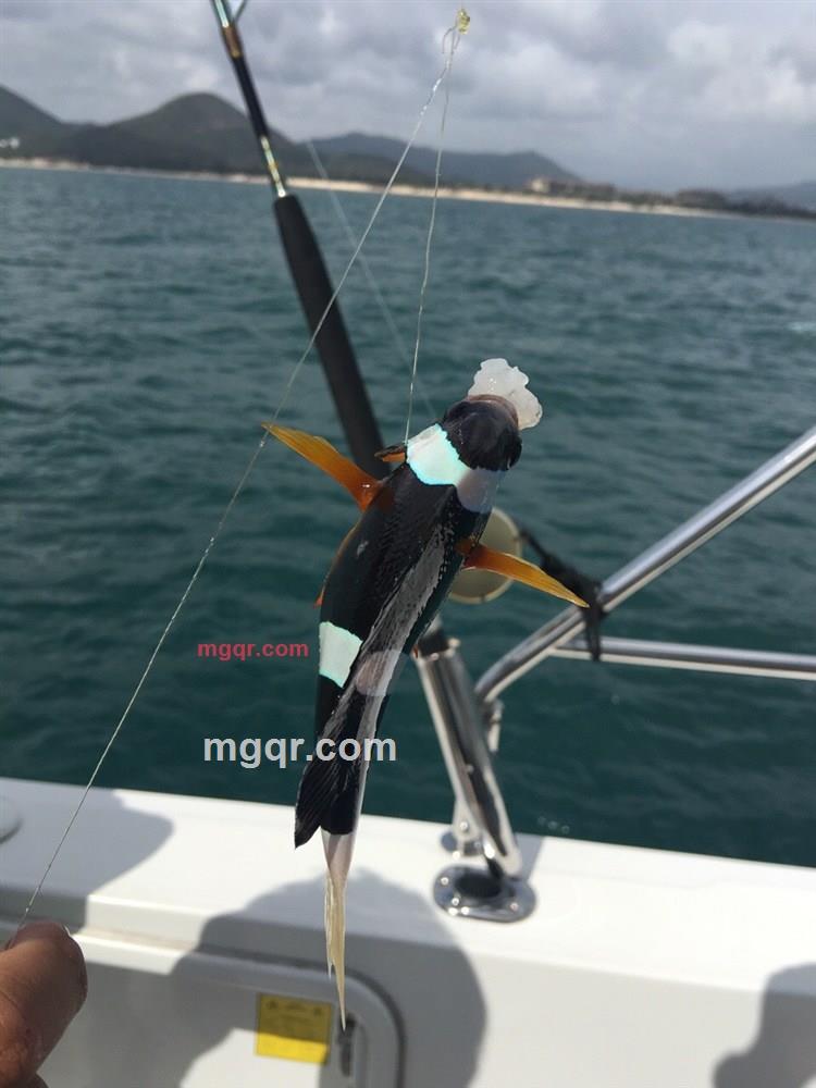 淡雅如兰的第3张照片