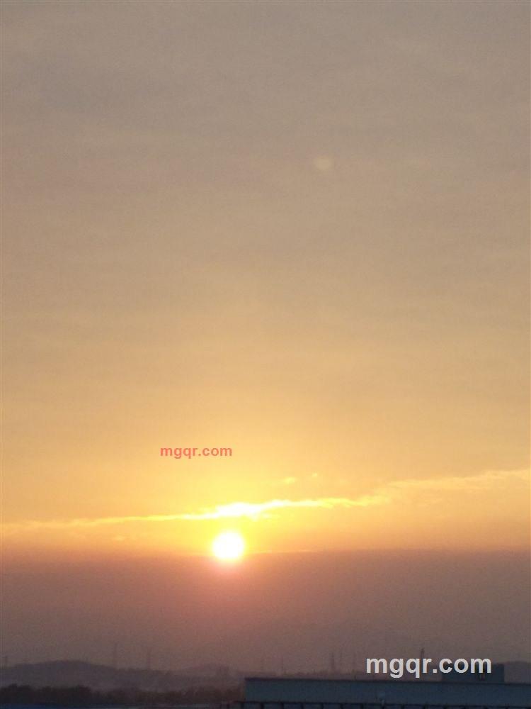 一株天堂鸟的第2张照片