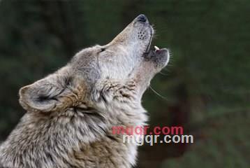 高飞的火烈鸟的第2张照片