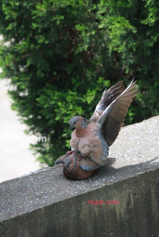 神情一吻的第2张照片