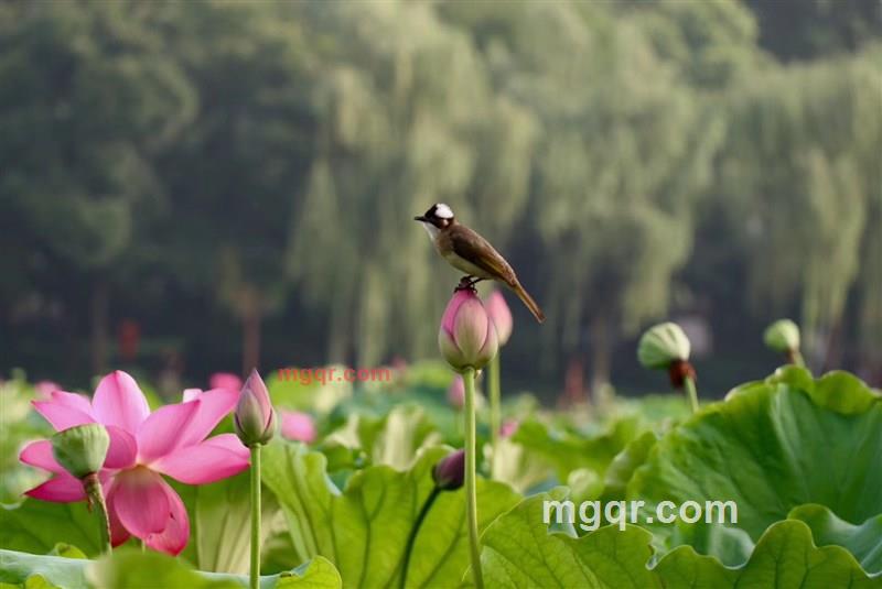 寂寞的第2张照片